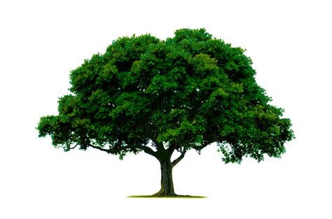 pics of a tree|tree jpg images.